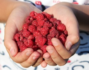 Himbeeren zum passieren mit der Flotten Lotte von WMF